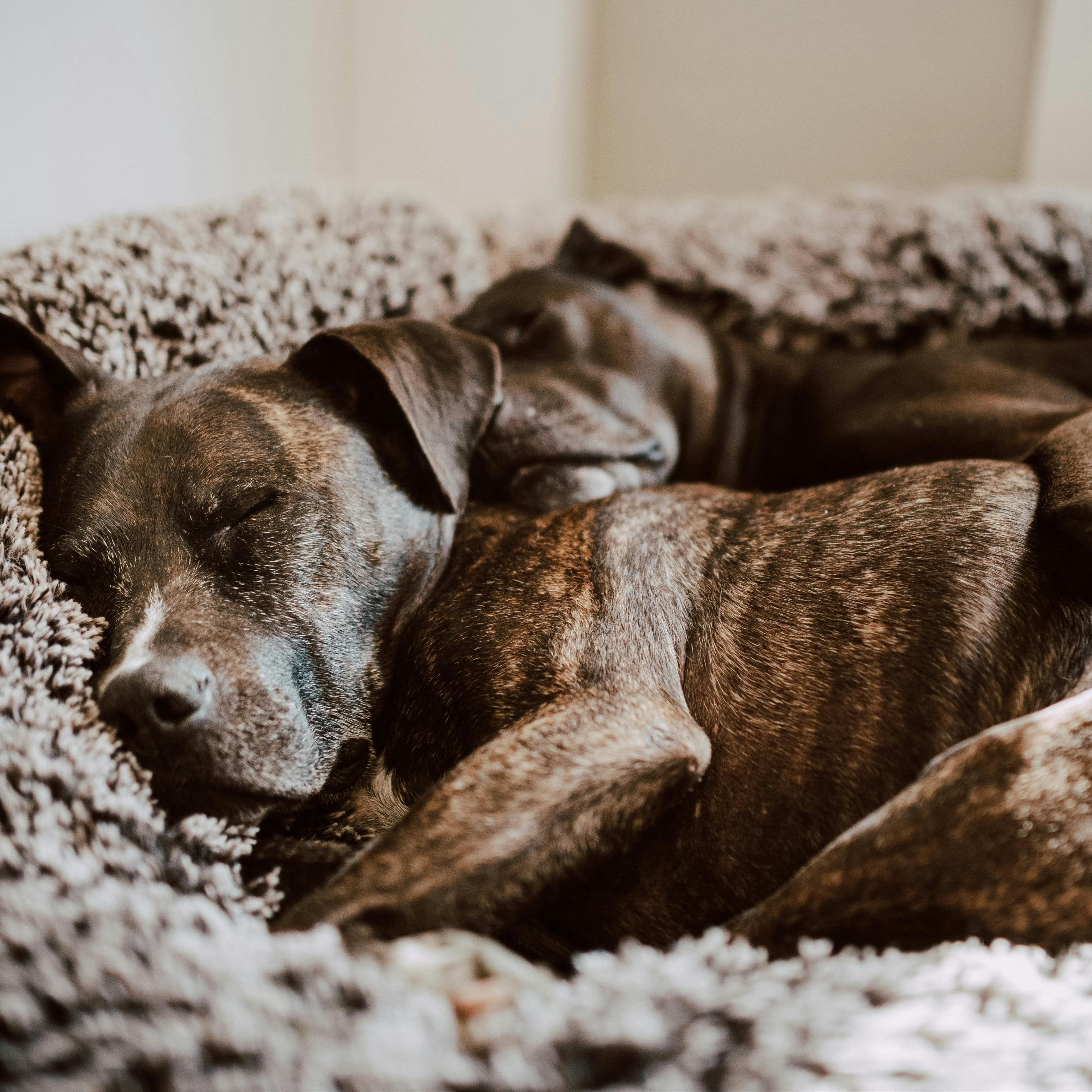 Two brown dogs asleep next to each other on a soft gray dog bed